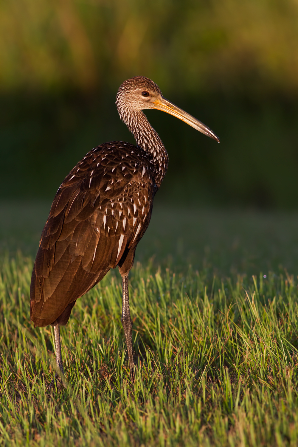 Limpkin