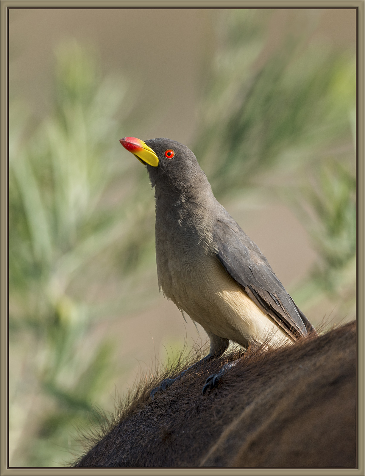 Yellow-Billed Oxpecker