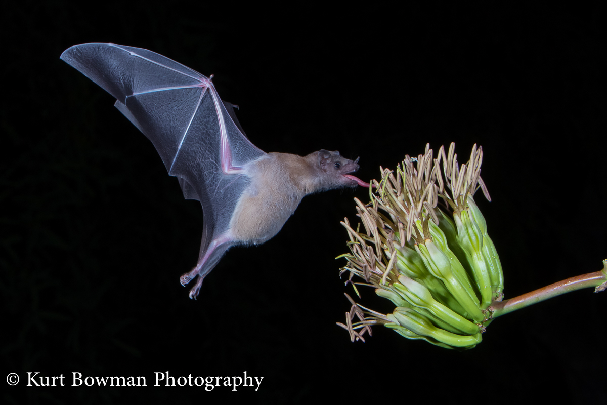 One More Bat