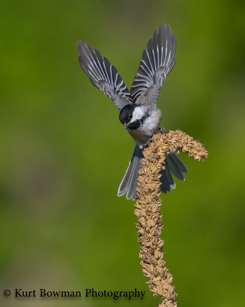 Chickadee at Take-off