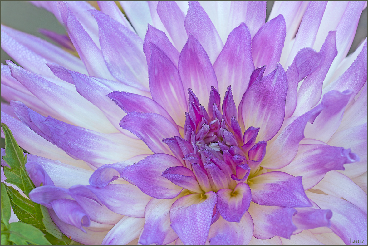 Dewey Dahlia 