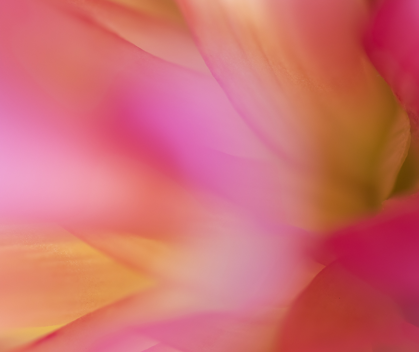 Dahlia Abstract/re-post