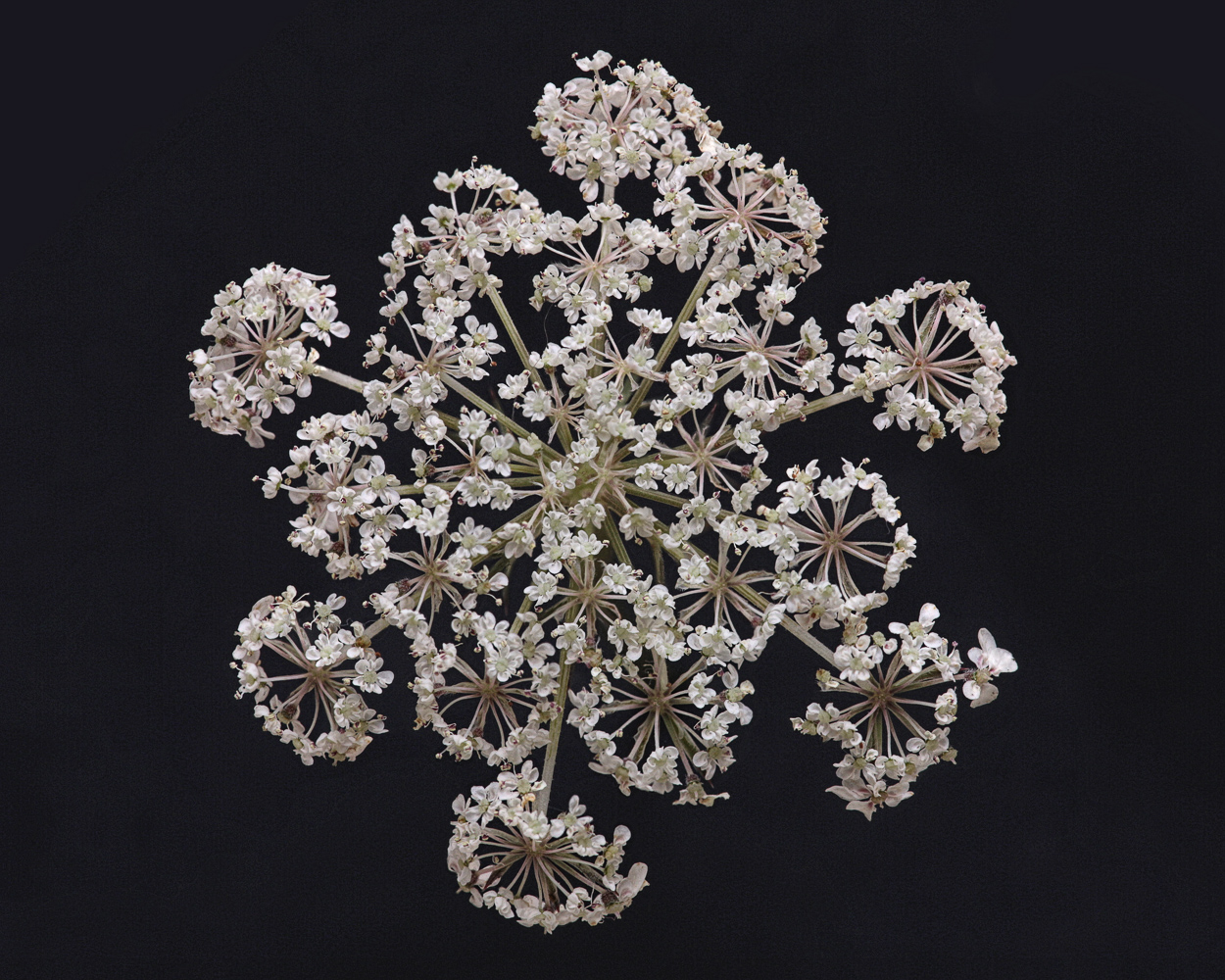 Snowflake III