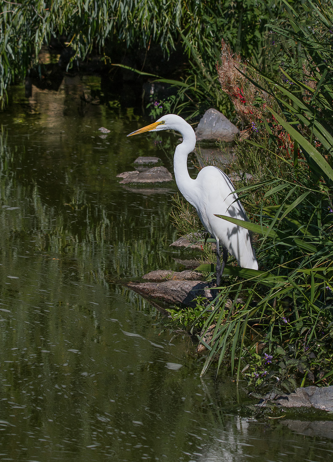 Great Egret and re-post