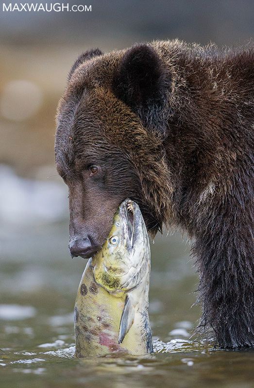 Grizzly with Salmon