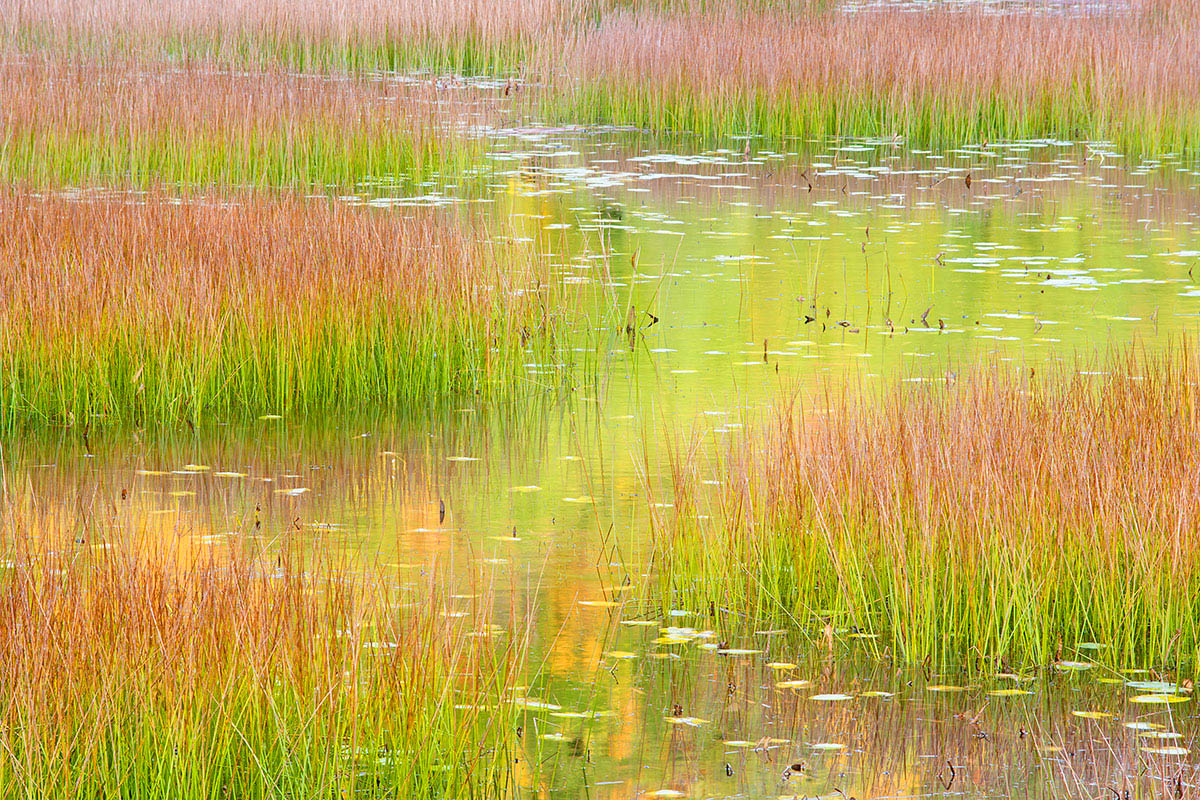 The Tarn