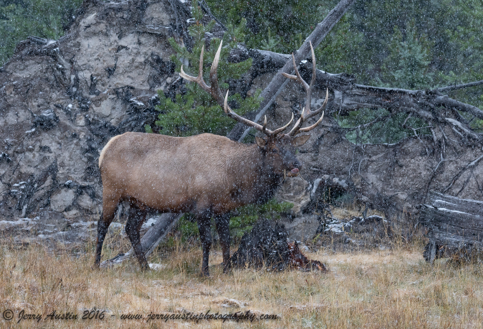 Yellowstone Snow Bull