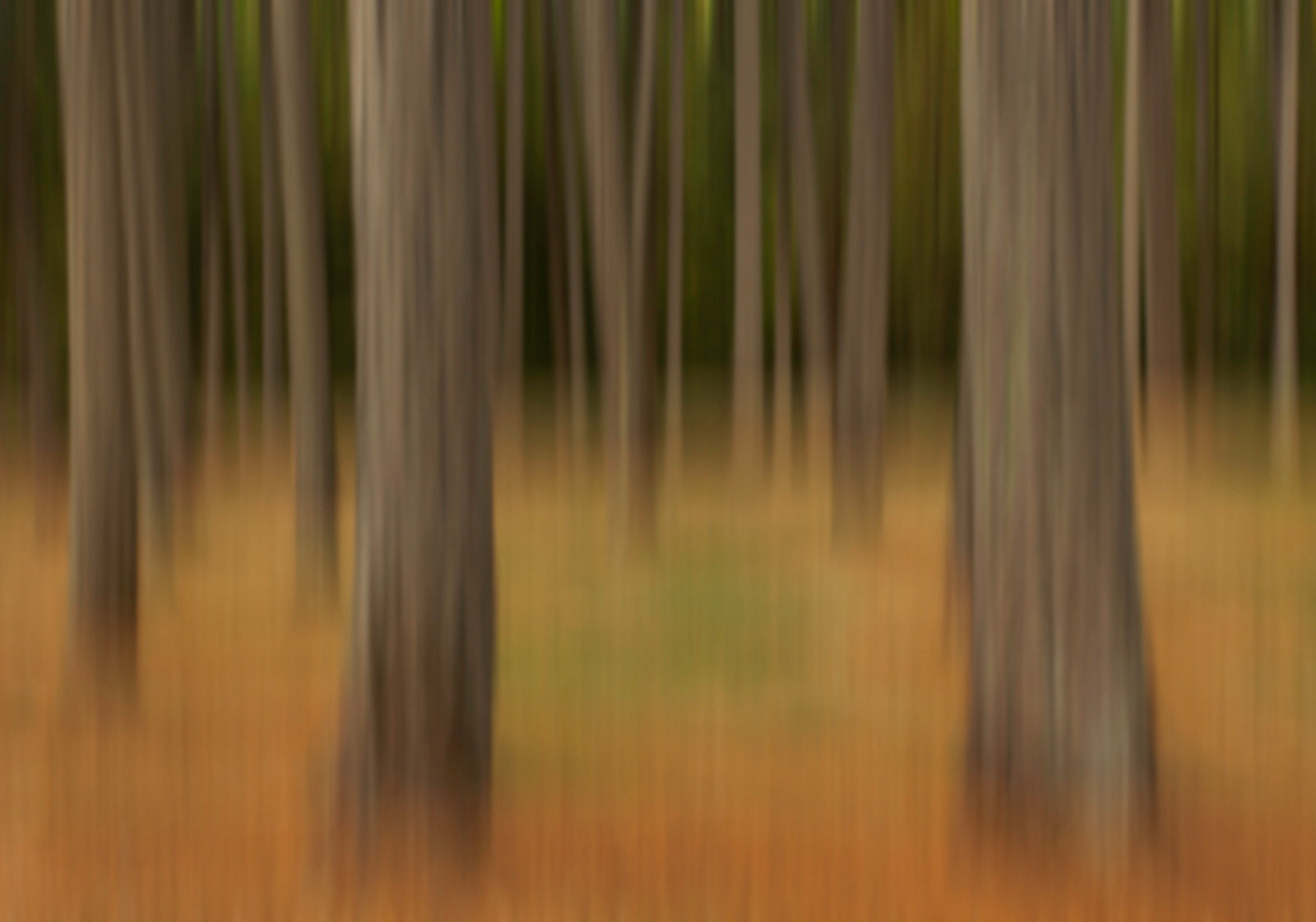 Trees - Abstract