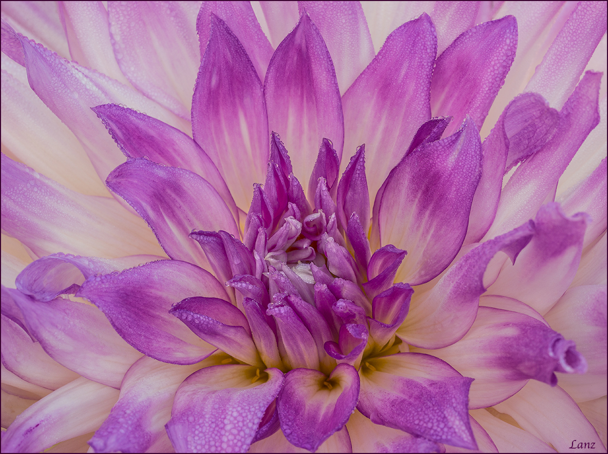 Dewey Dahlia Duo 