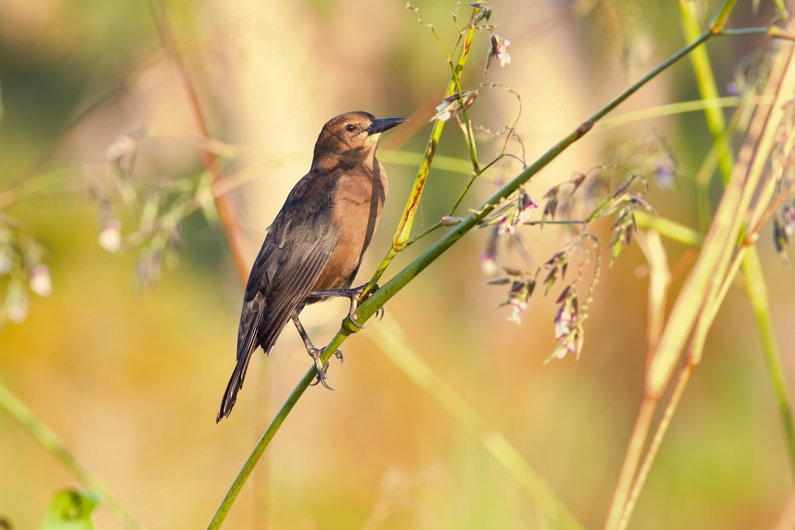 Boat-tailed Grackle