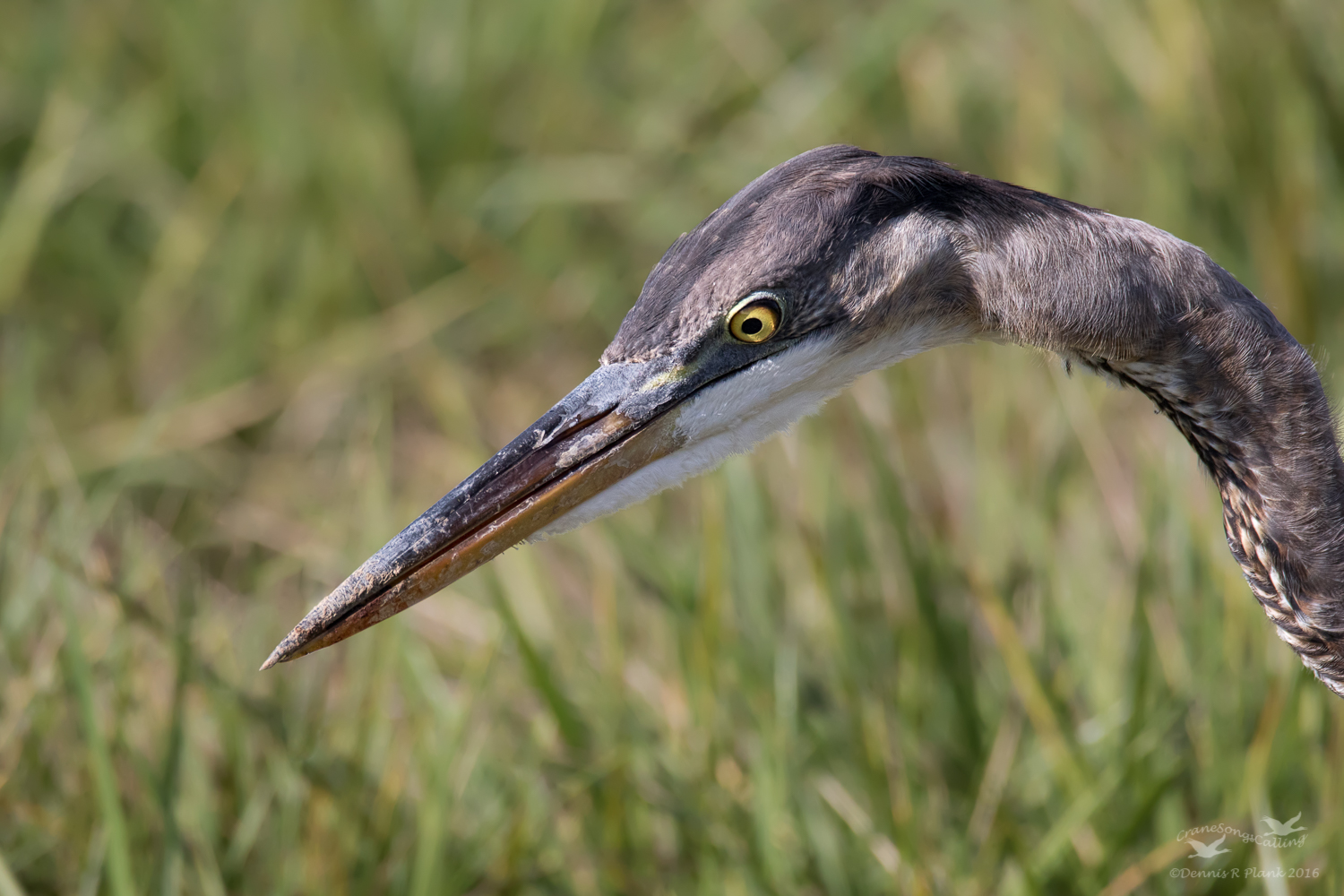 Great Blue Heron