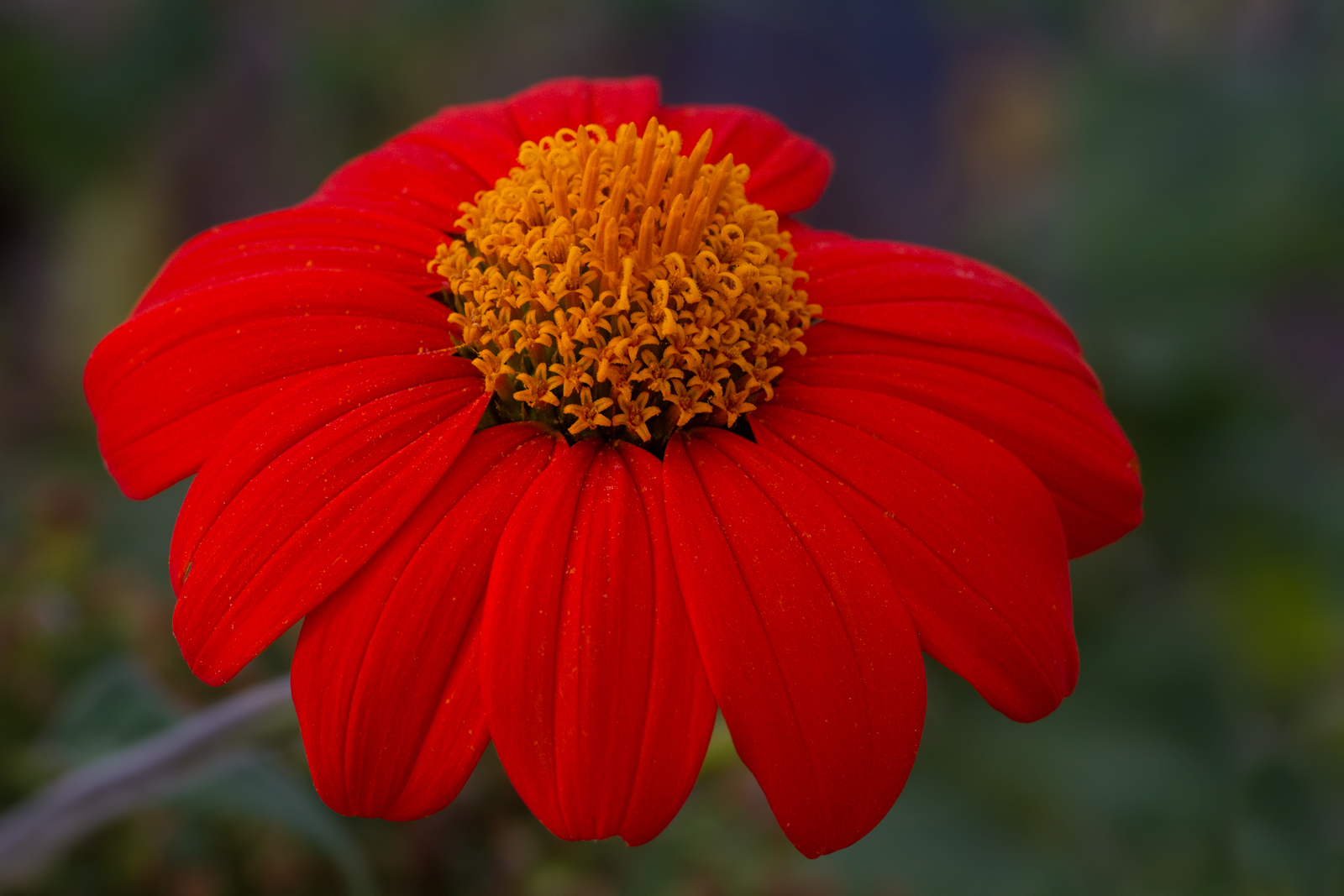 Orange Zinnia