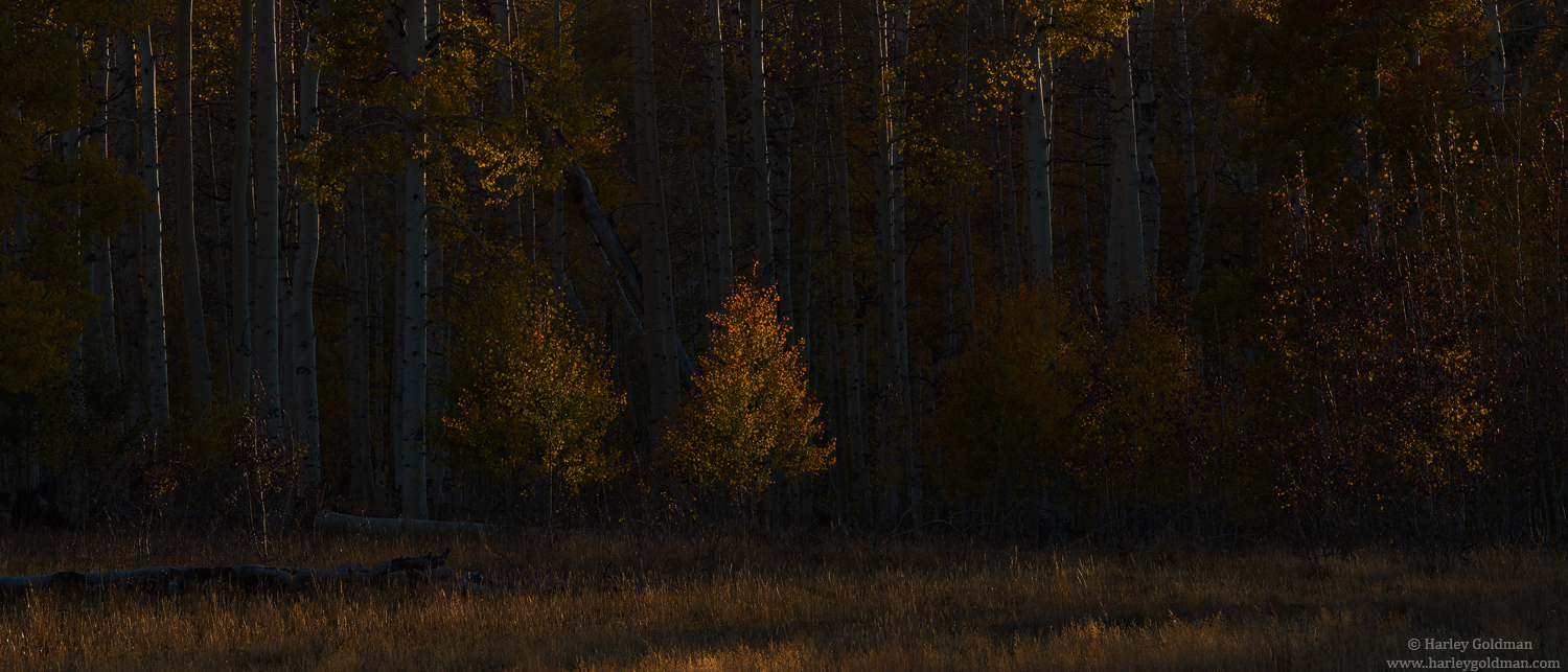 Fading Light