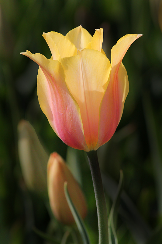 Tulip and Buds & repost