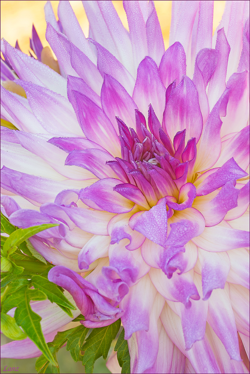 Dewey Dahlia 3