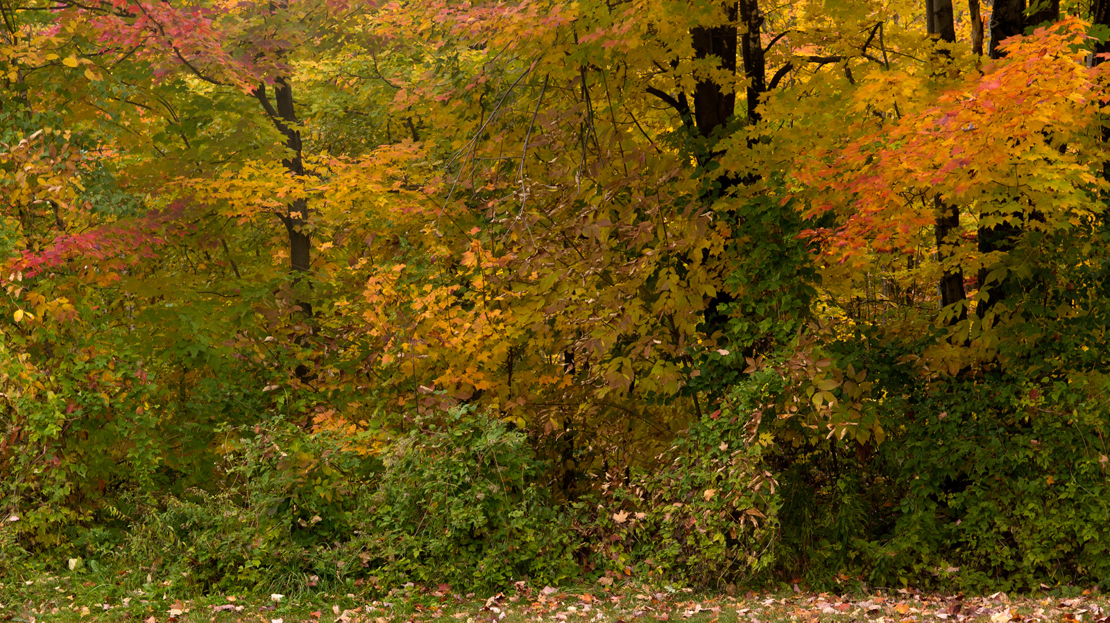 Autumn  Variations