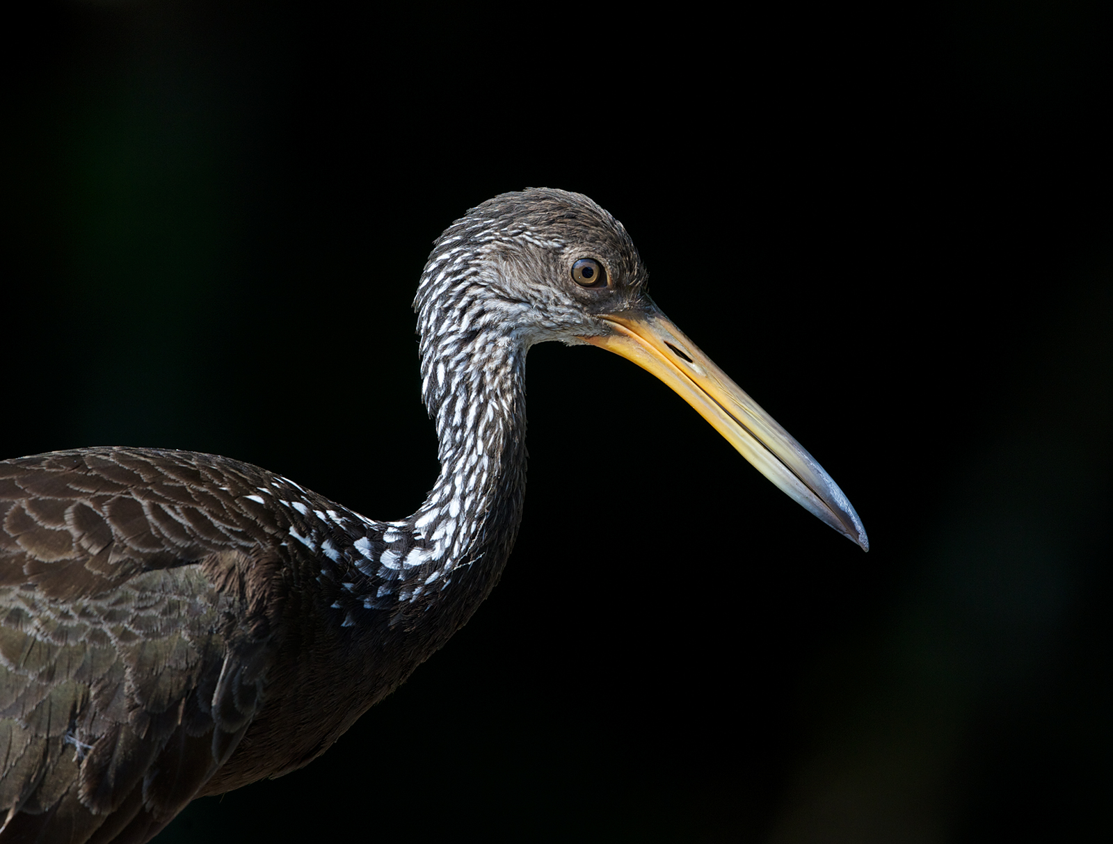 Limpkin Portrait