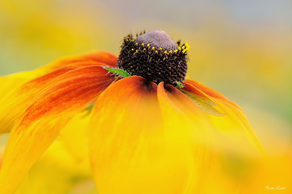 Rudbeckia