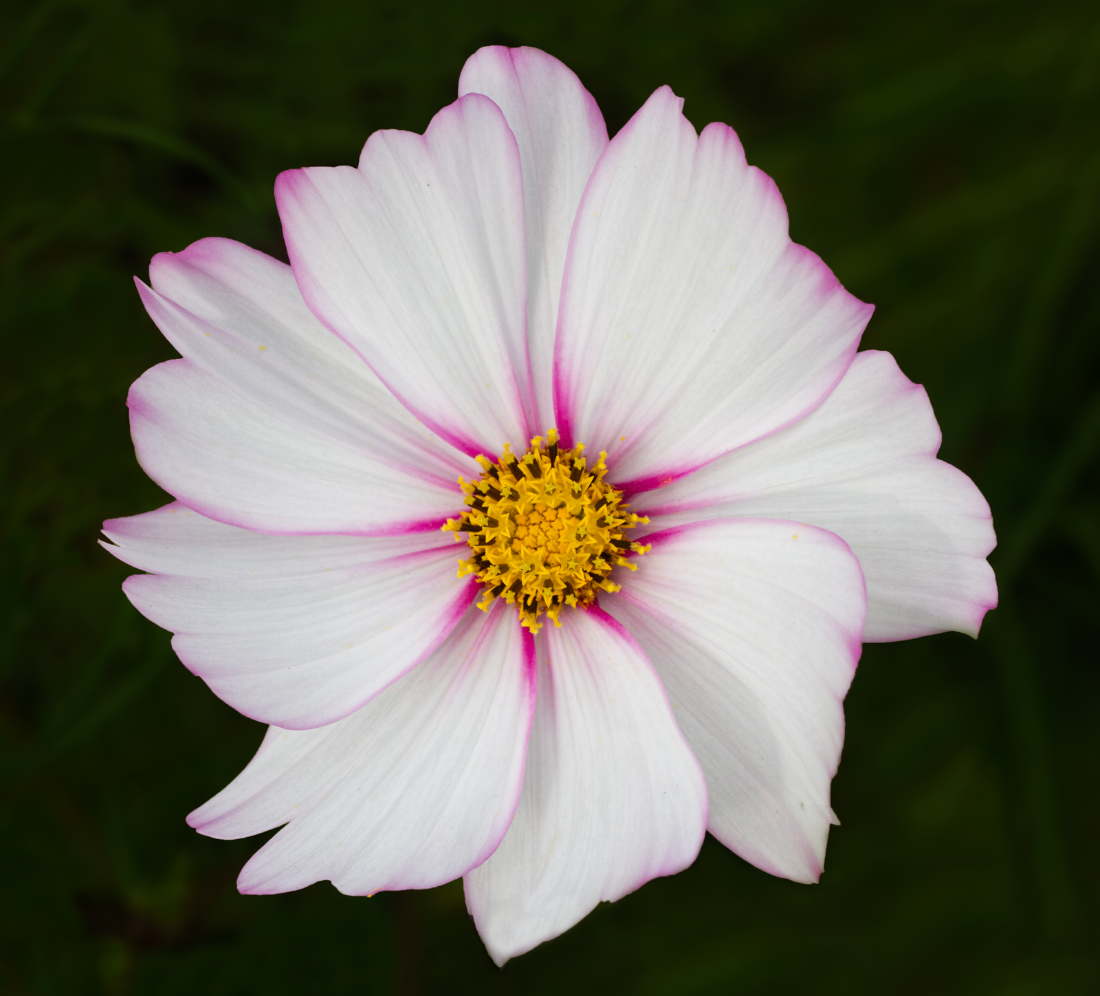 Cosmos Sensation + redo