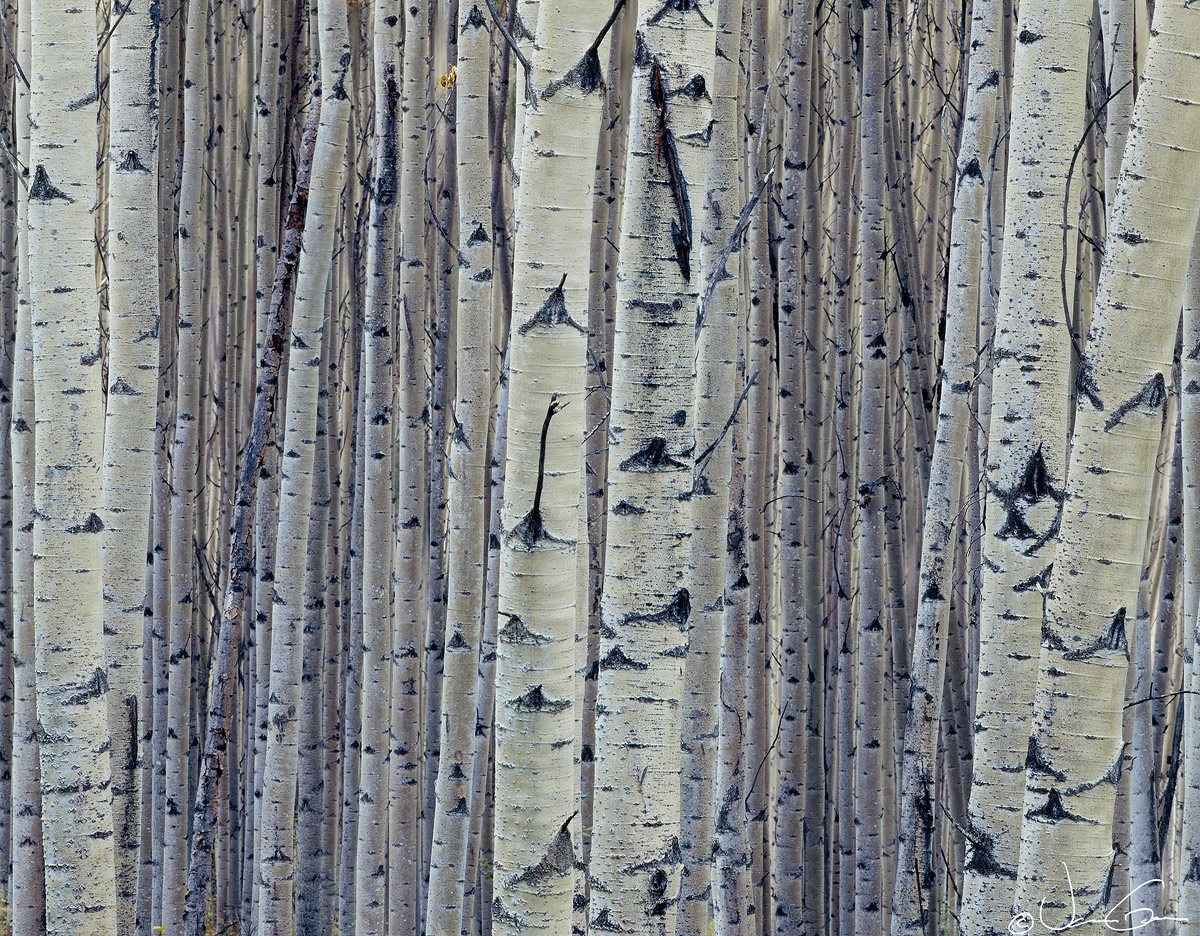 Aspen Boles