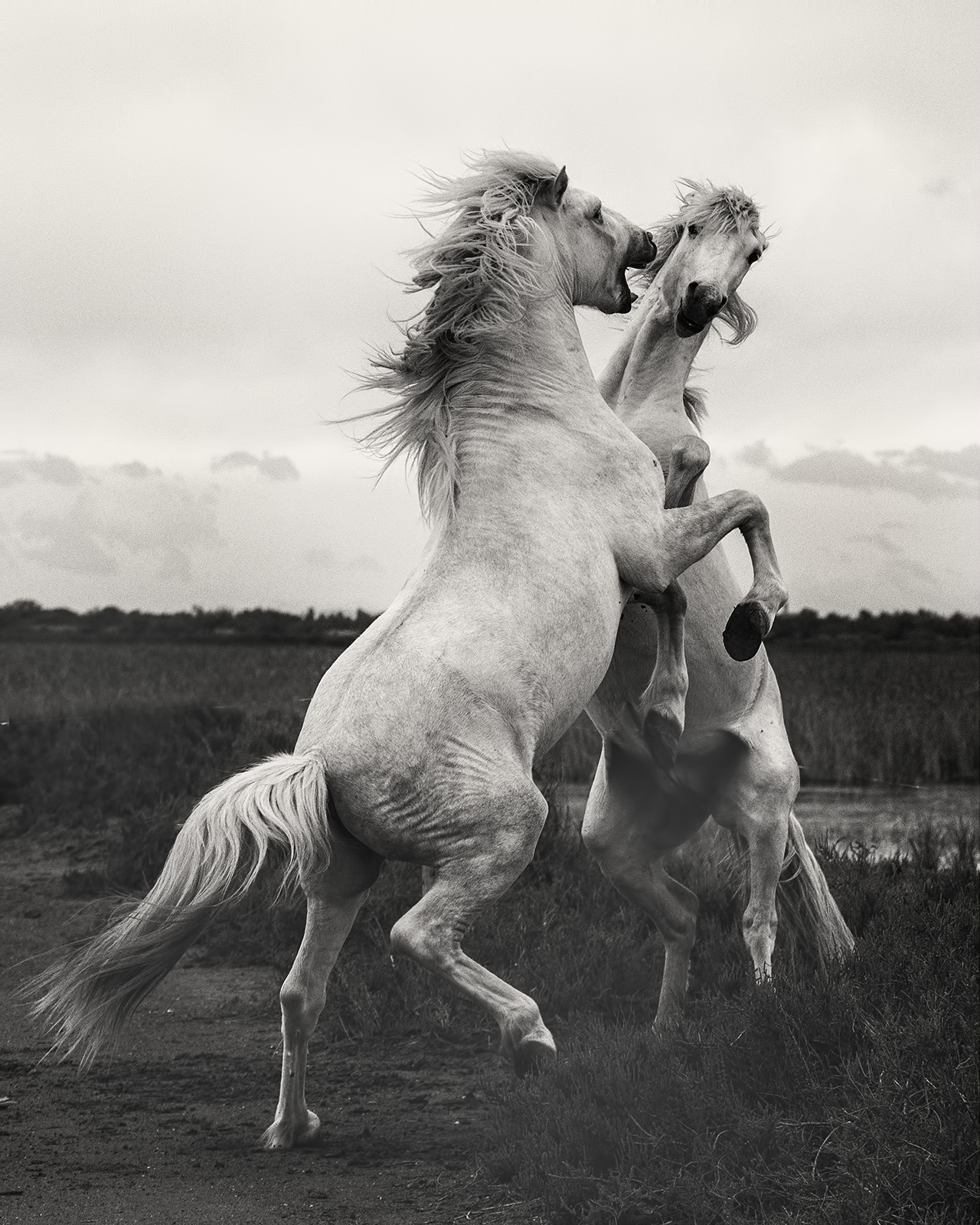 Two horses fight