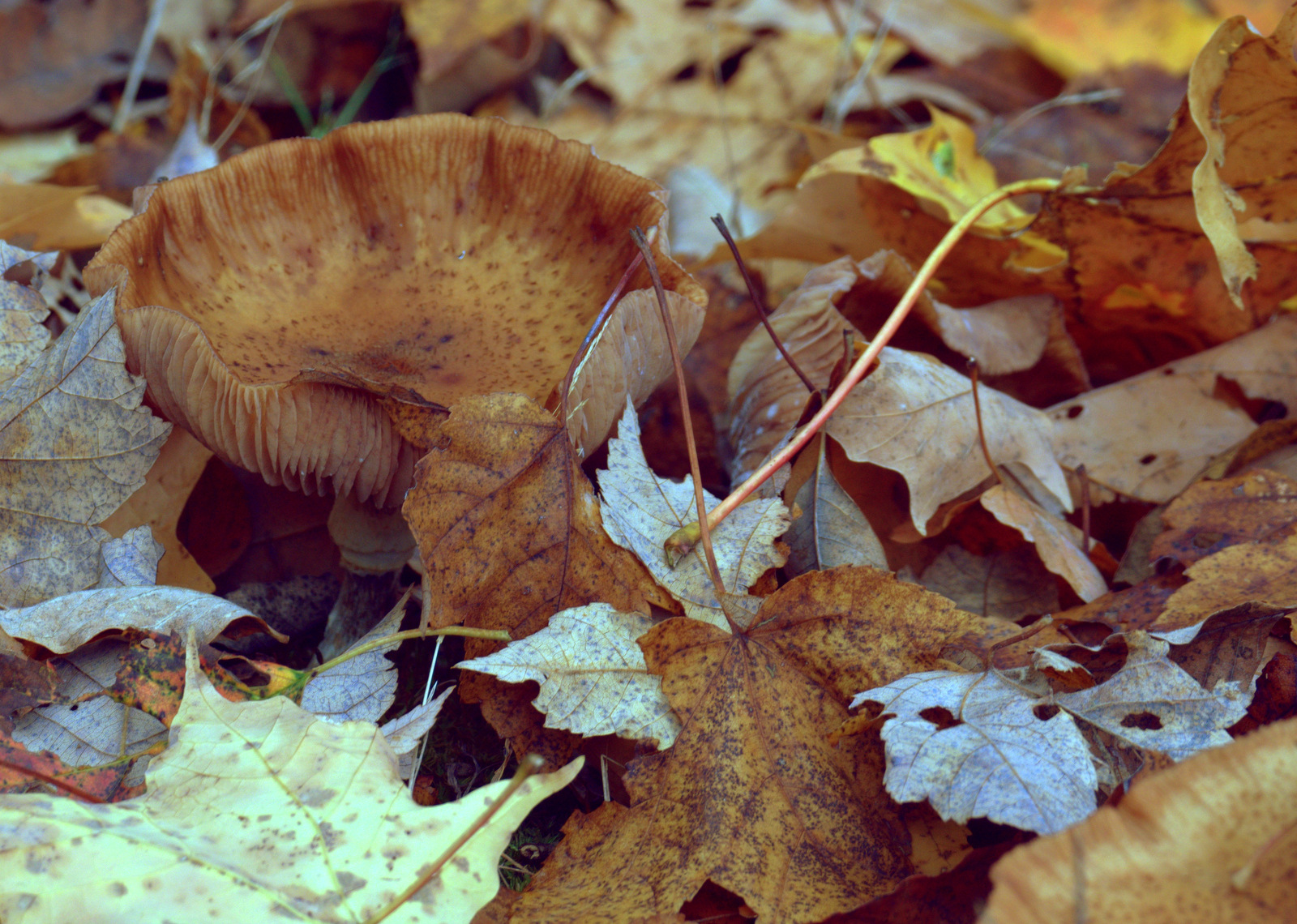 Camo-Shroom