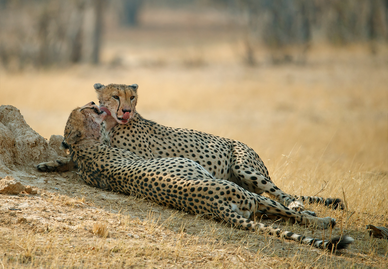Brotherly Love