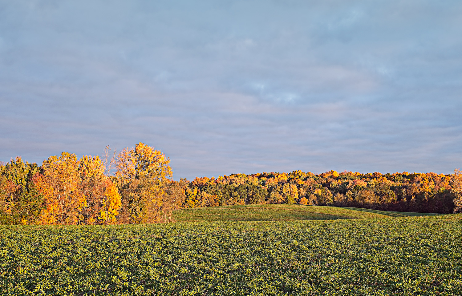 Fall has Fallen