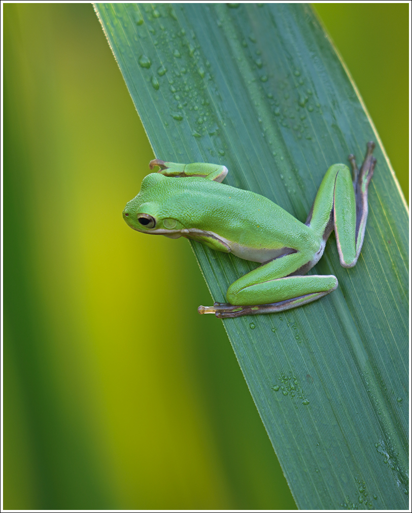 Treefrog Ready to Leap