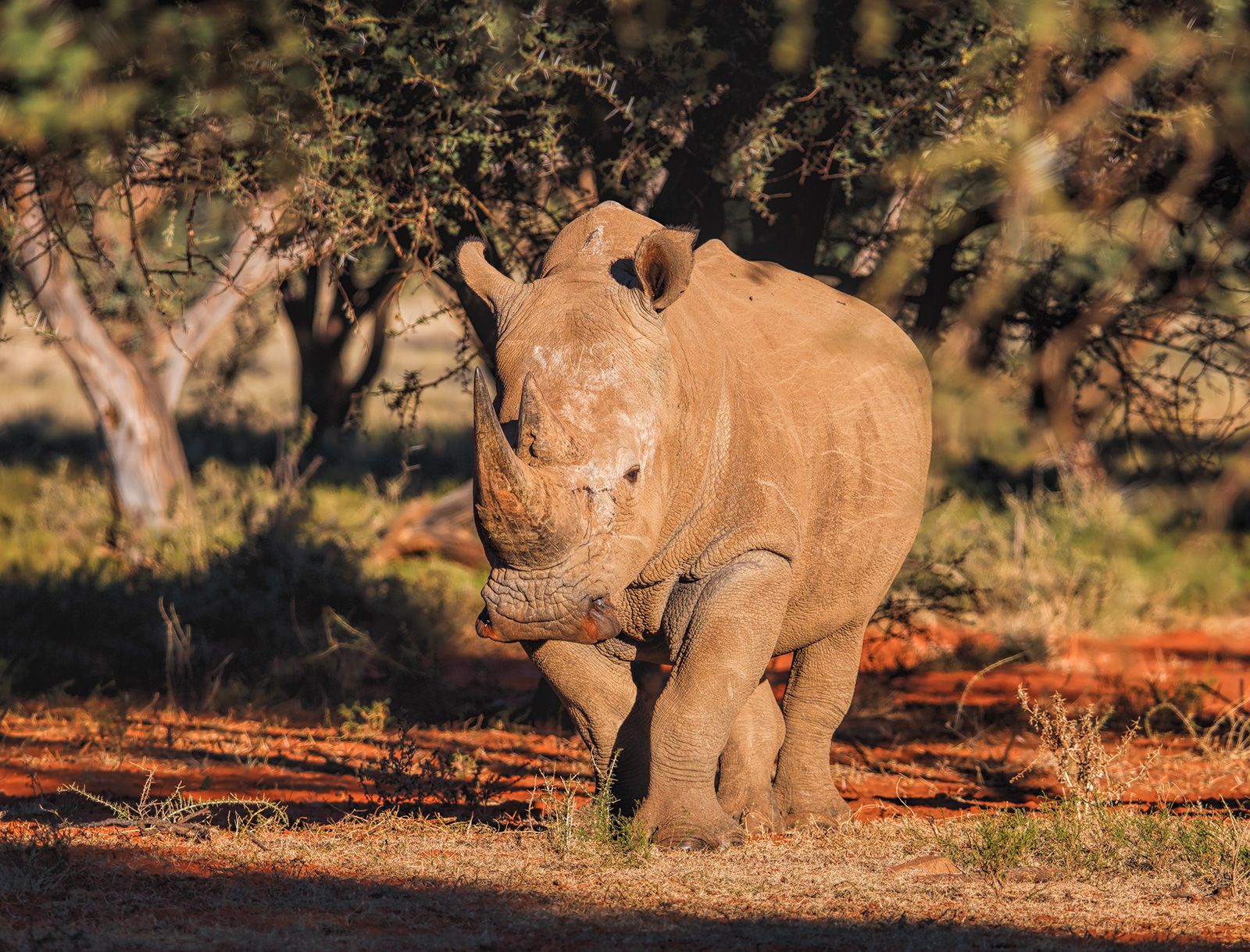 White Rhino