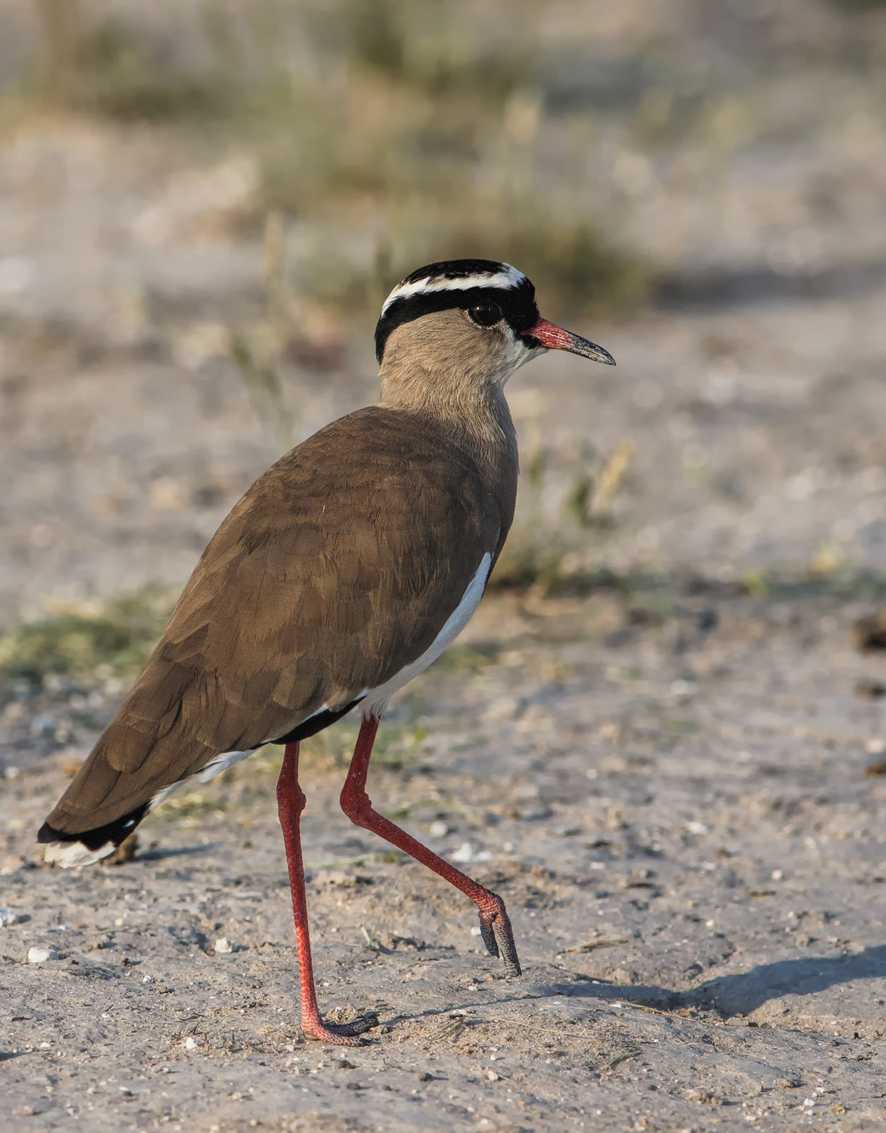 Crowned Plover