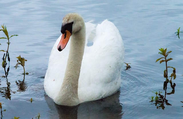 Lone Swan