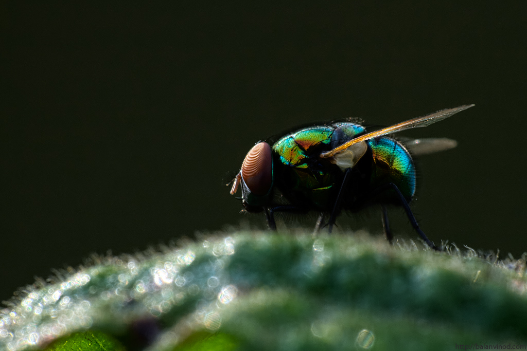 Green Bottle