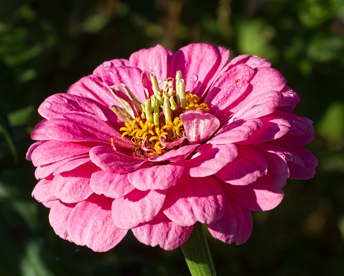 Pink Zinnia + redo