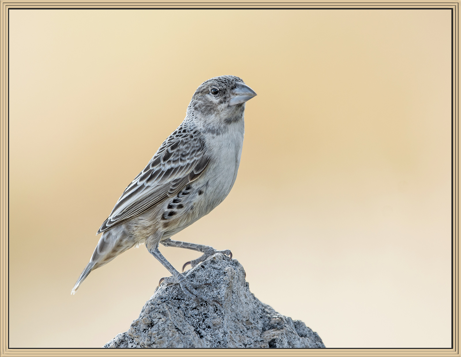Sociable Weaver, female