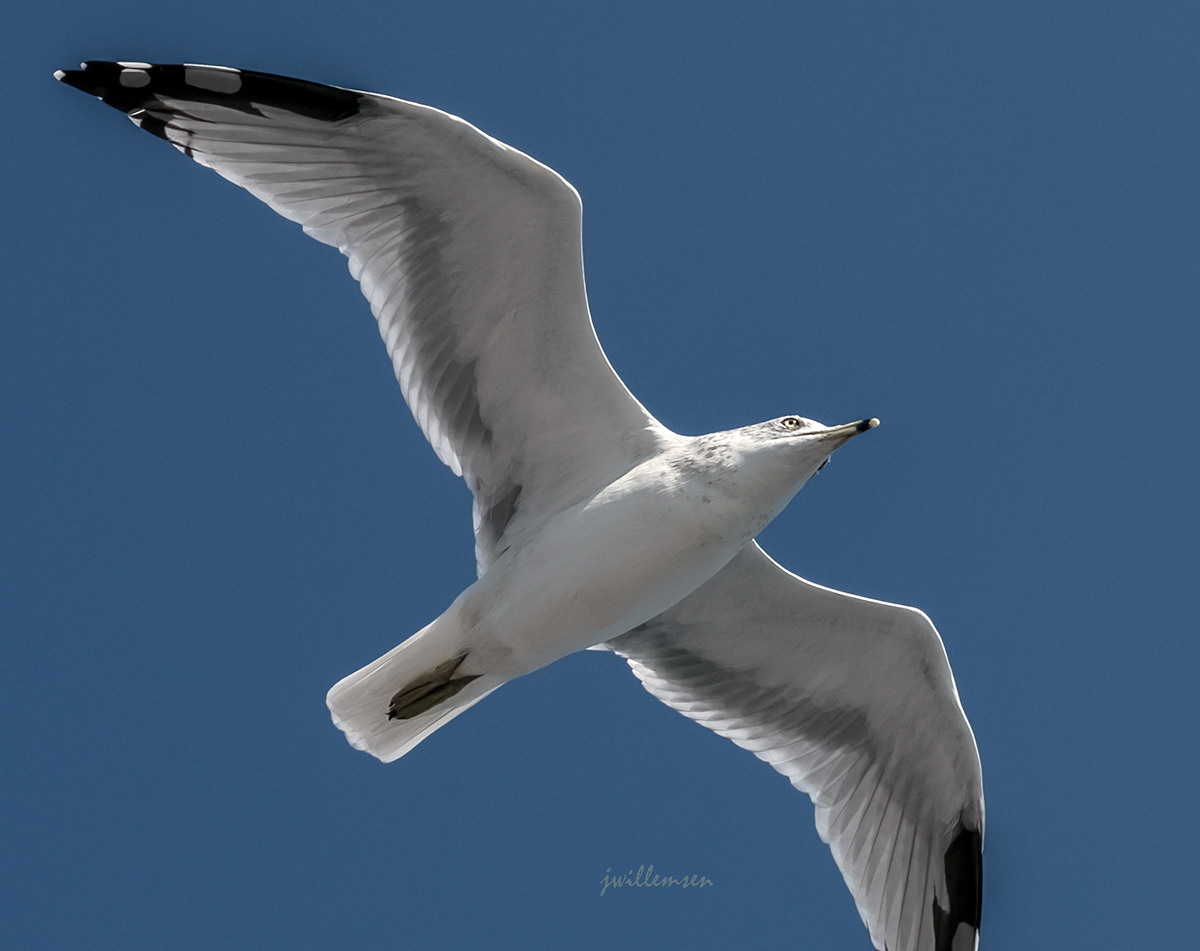 Ring-billed Gull