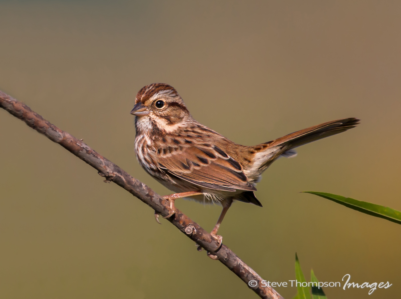 Song Sparrow