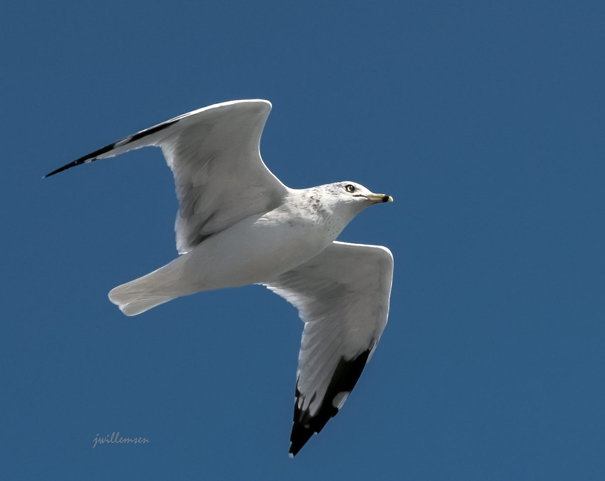 Ring-billed Gull 2