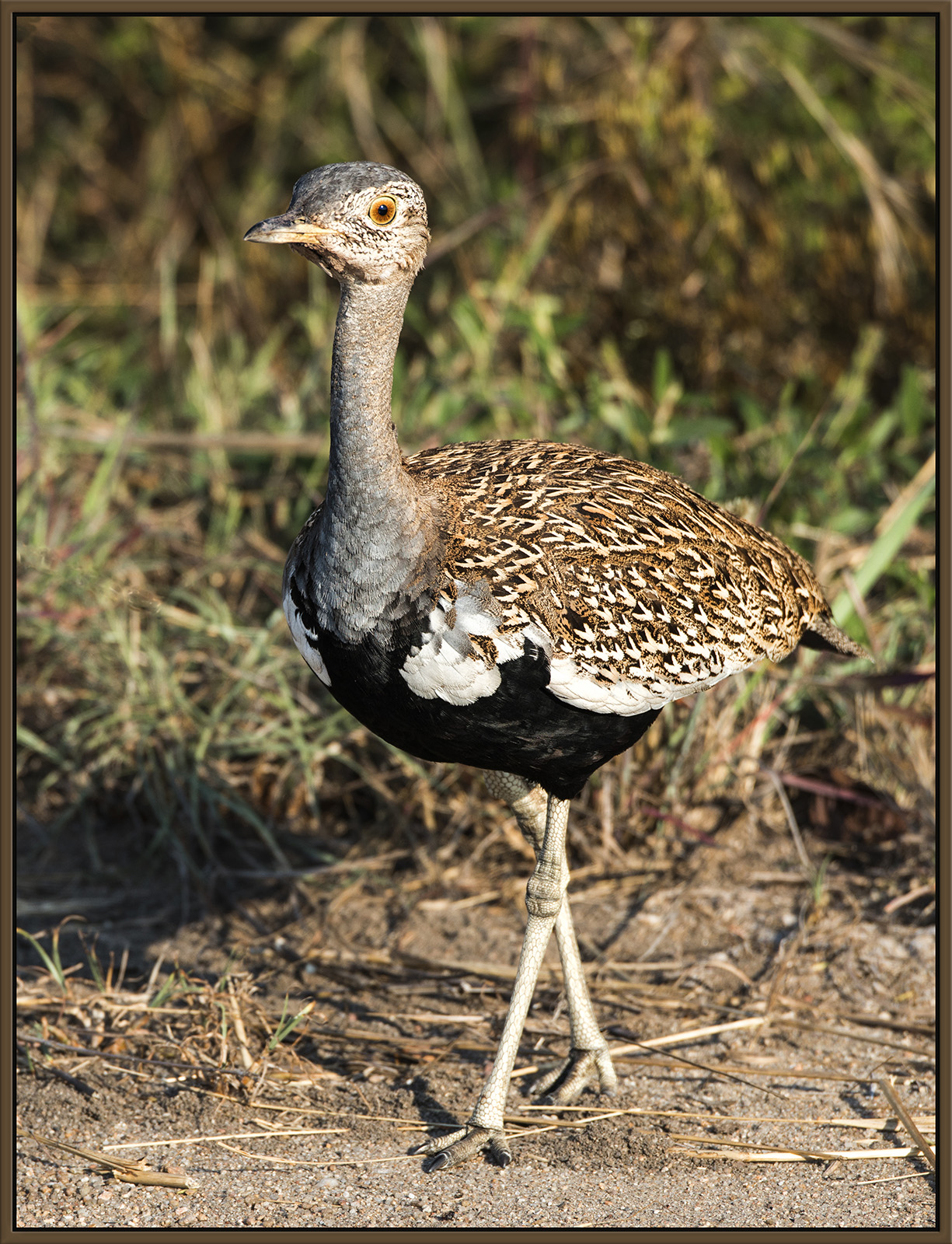 Red-Crested  Korhaan 