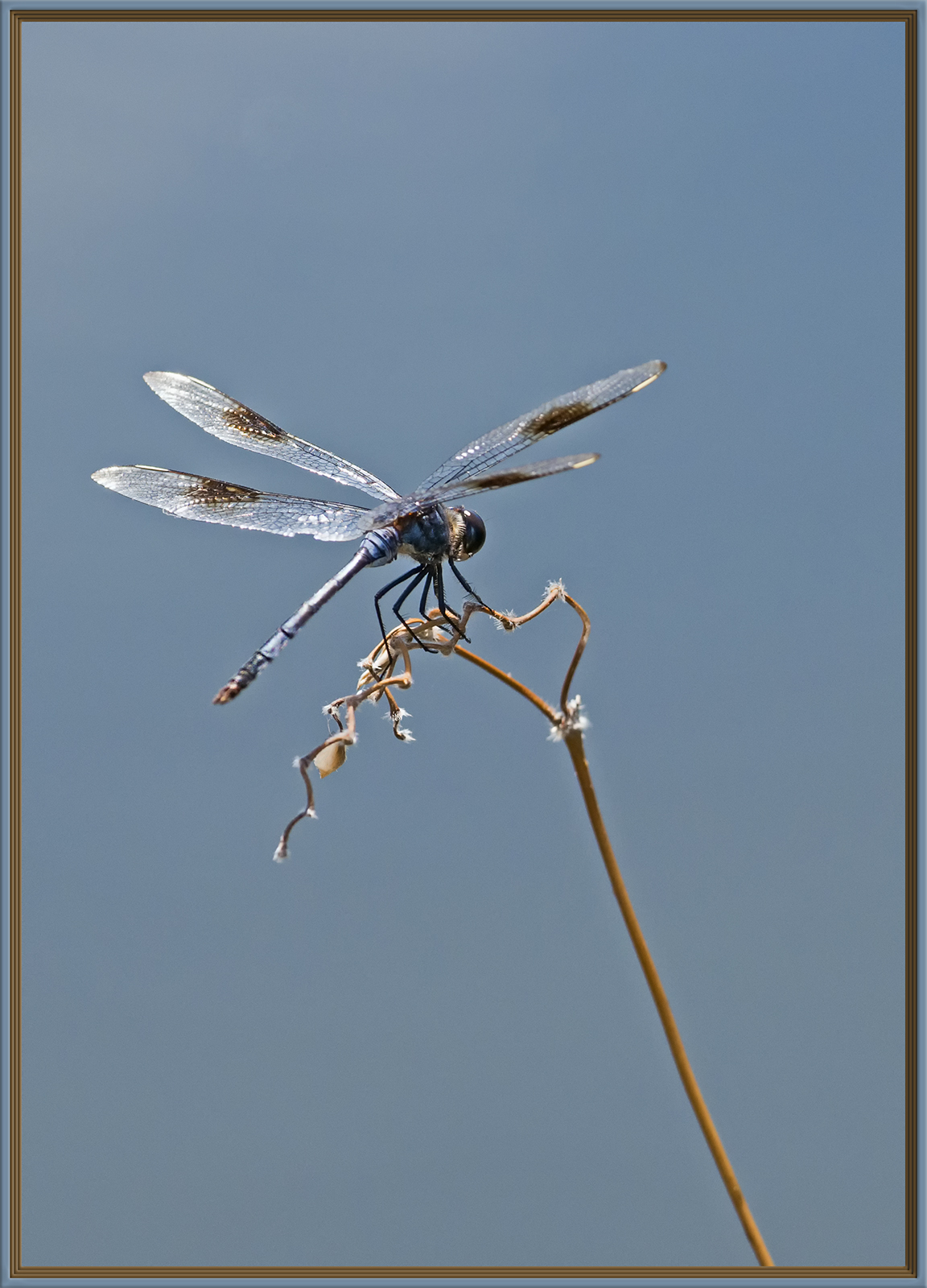 Dragonfly