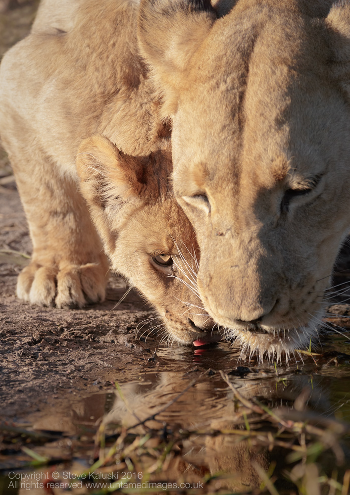 Lion cub drinking