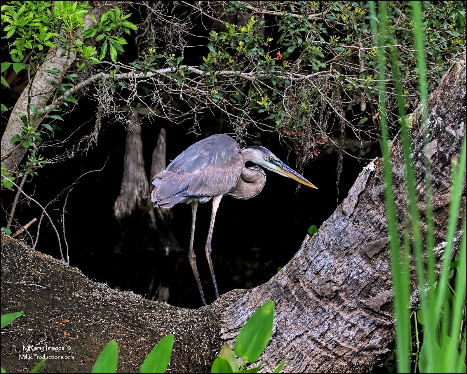 In the Cradle