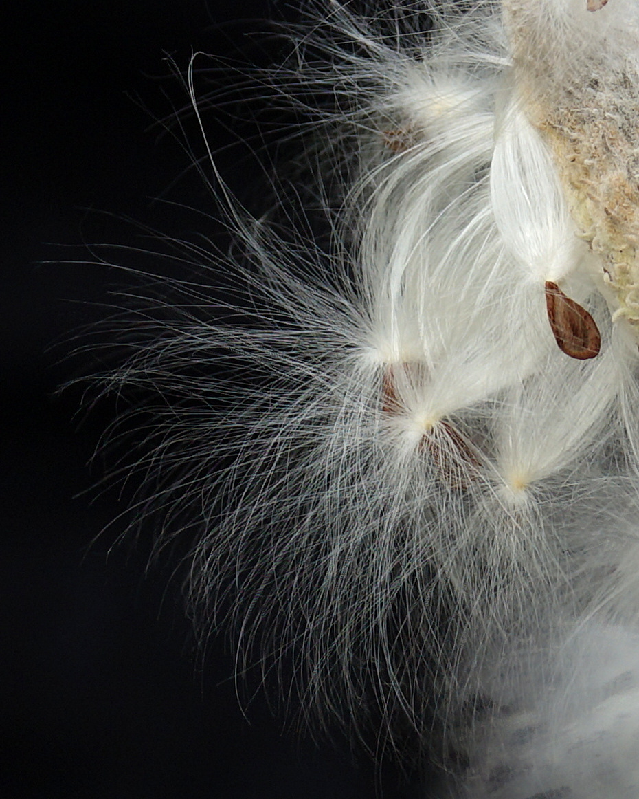 Seed of Milkweed Future