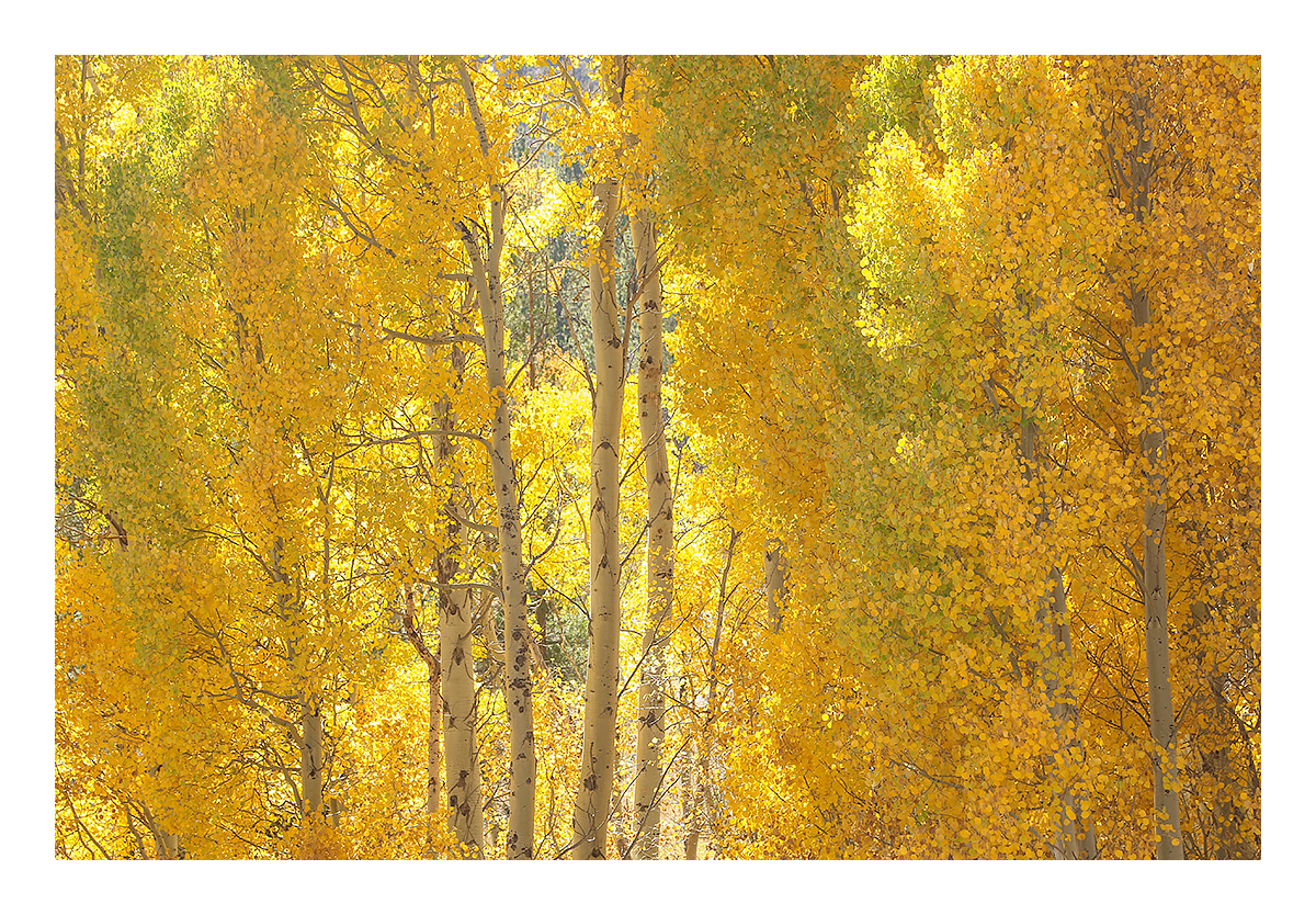 Autumn Gold