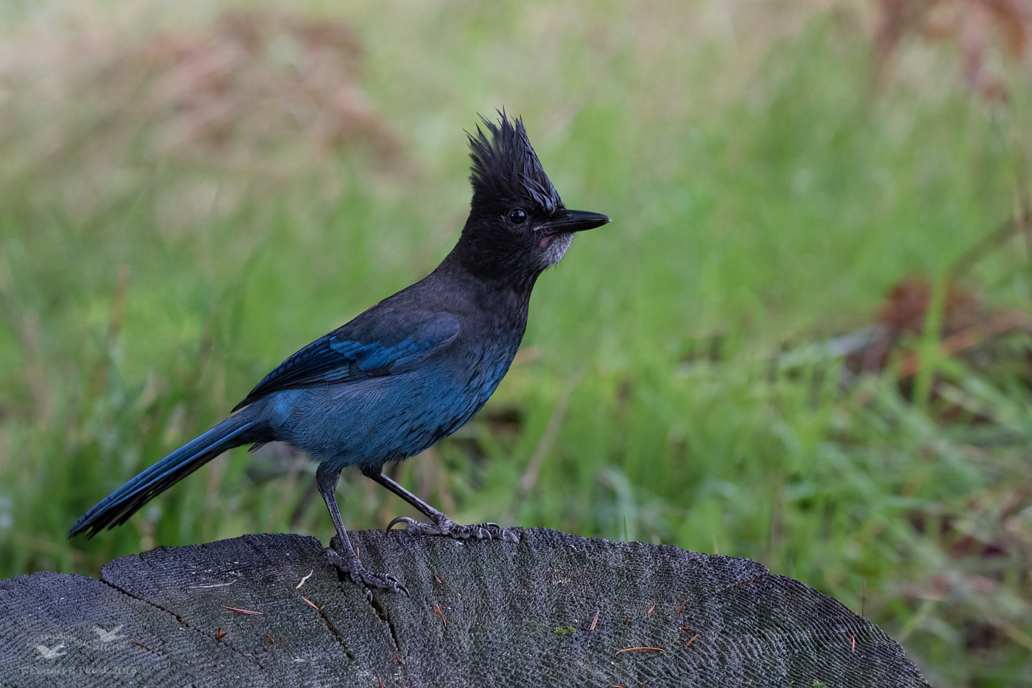 Steller's Jay
