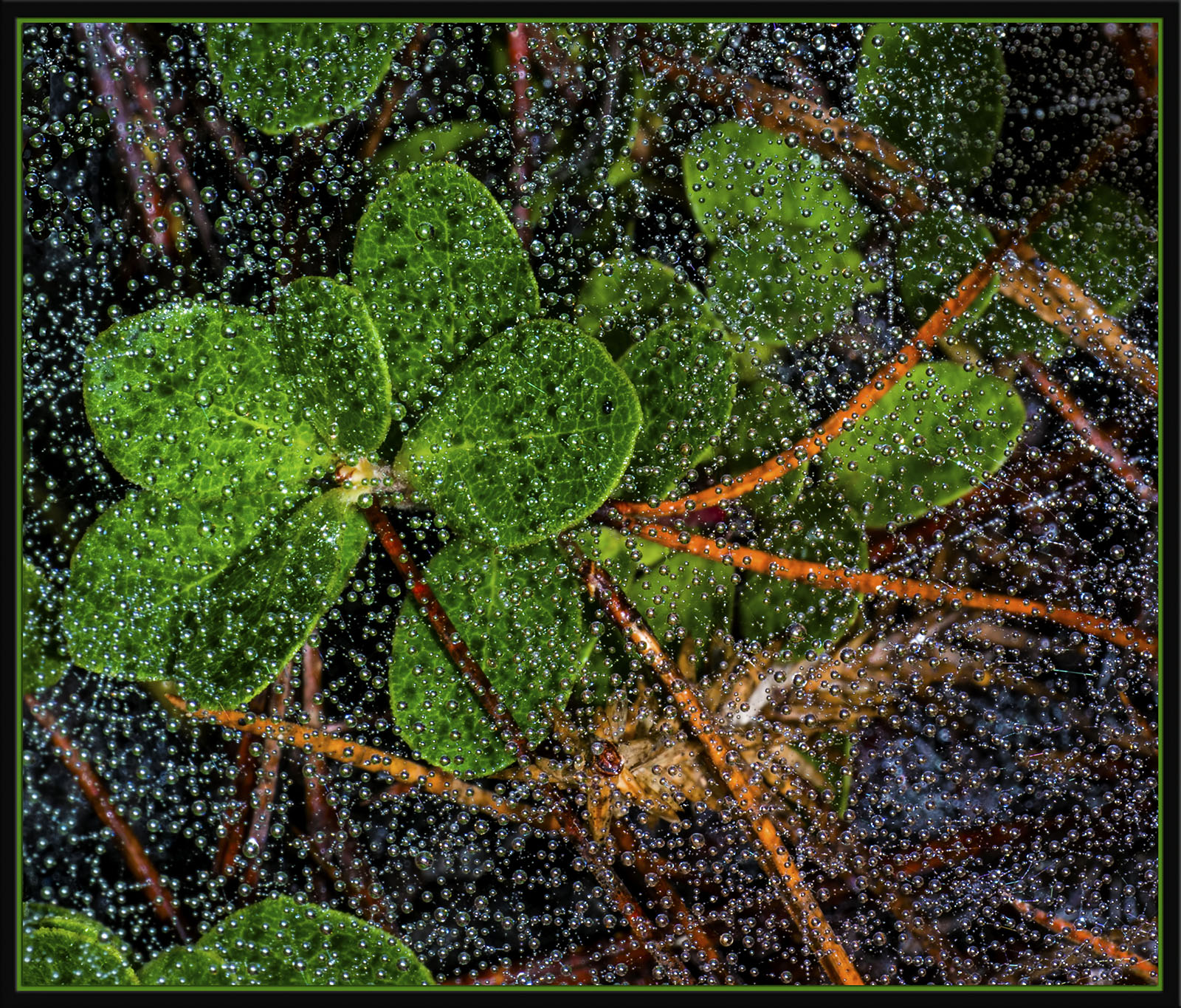 Nature's Pearls