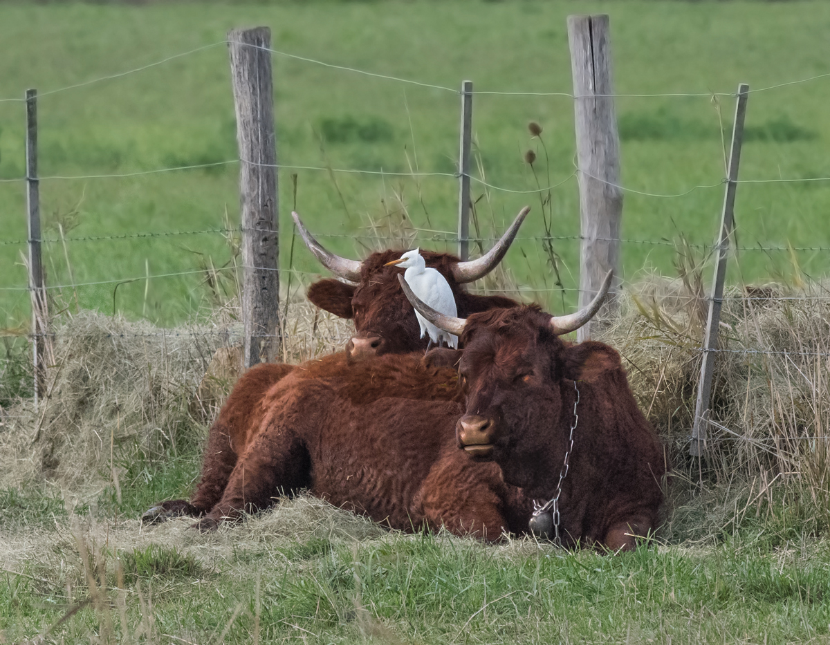 I look after two cows