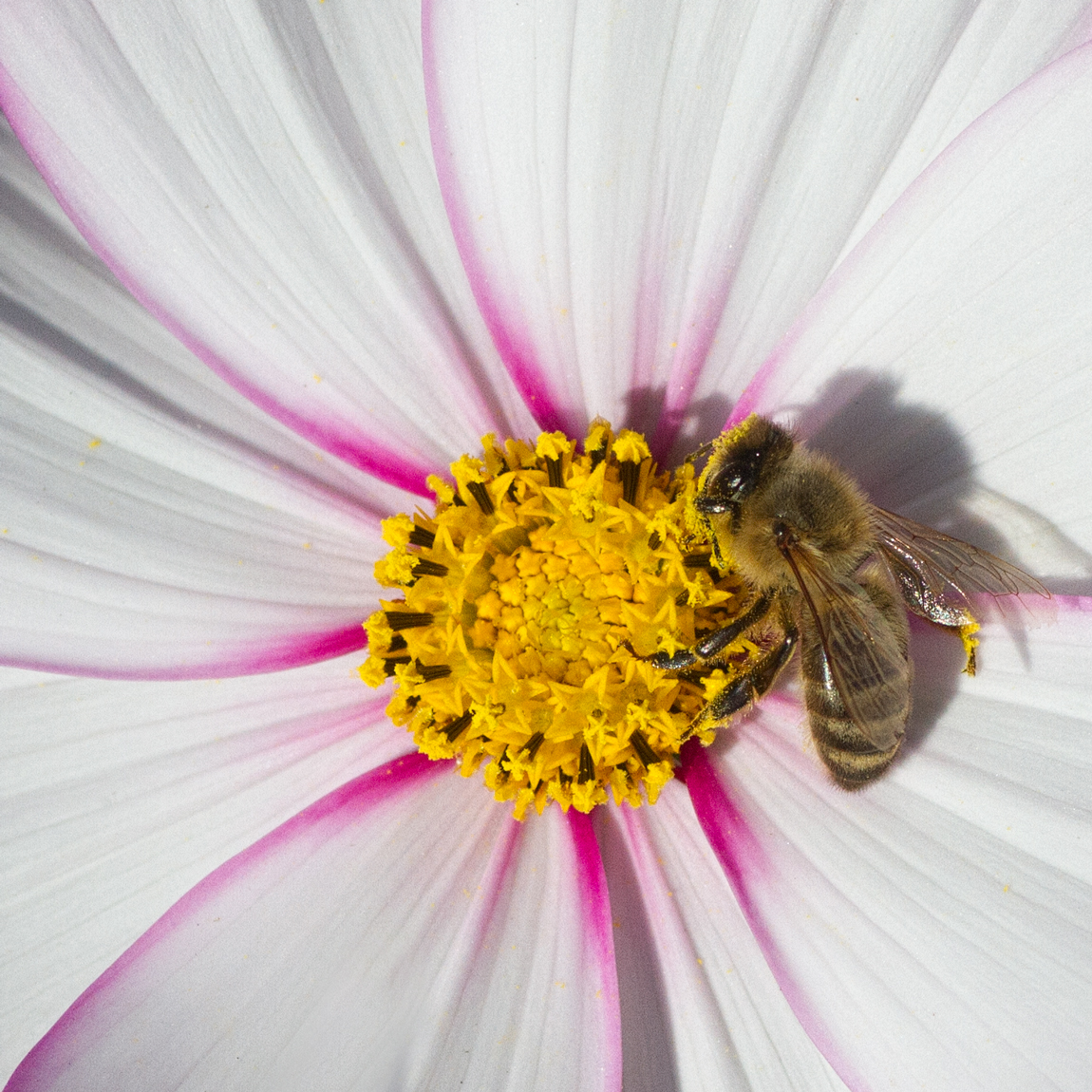 Bee on Cosmos
