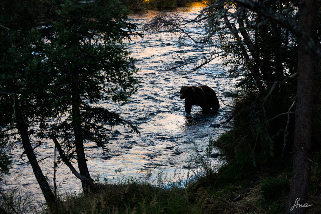 bear in the landscape