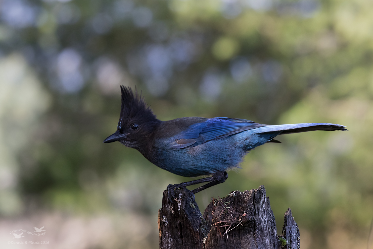 Steller's Jay II
